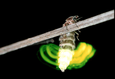 glow worm from wildlife trust